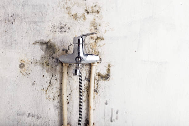 Best Mold Testing and Removal  in Combee Settlement, FL