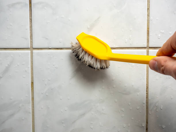 Best Mold Damage Repair  in Combee Settlement, FL
