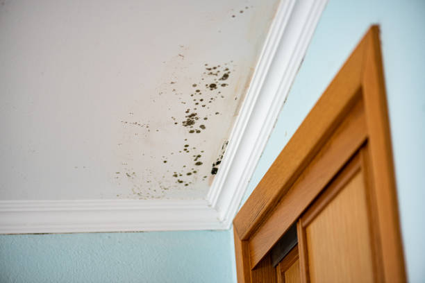 Best Fast Mold Removal  in Combee Settlement, FL