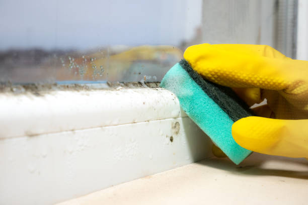 Best Mold Removal and Inspection  in Combee Settlement, FL