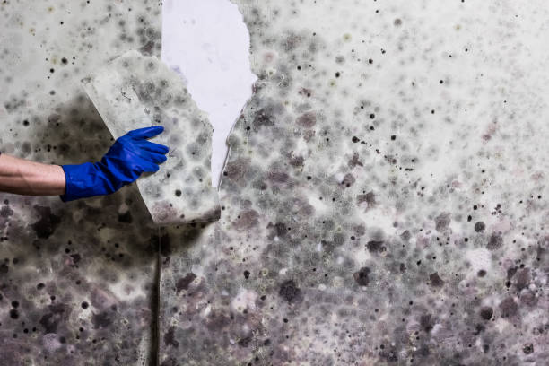 Combee Settlement, FL Mold Removal Company