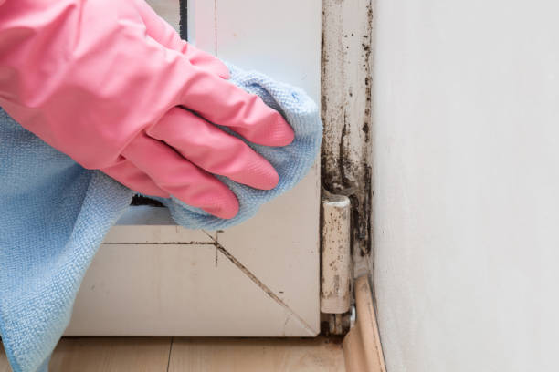 Mold Removal and Inspection in Combee Settlement, FL